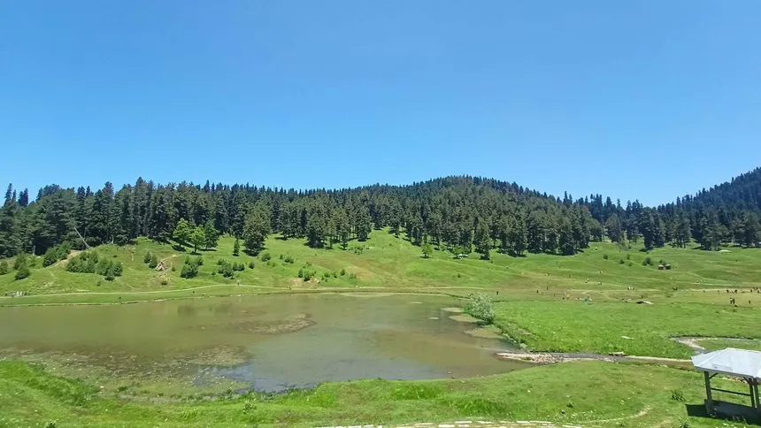 Lush green Gulmarg meadow with alpine tarn pond and deodar forest