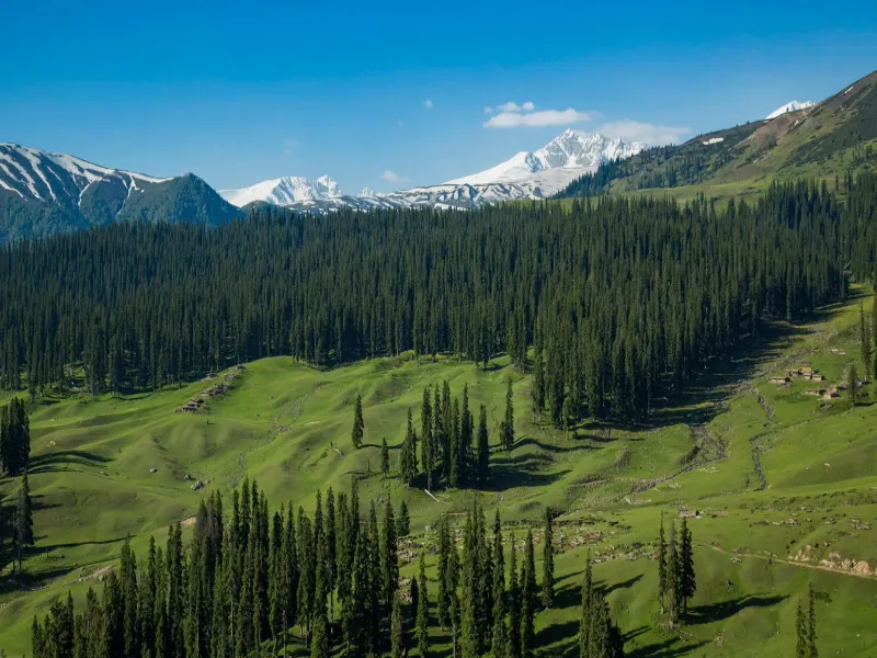 Doodhpathri emerald meadow bowl with dense pine slopes and snow peaks