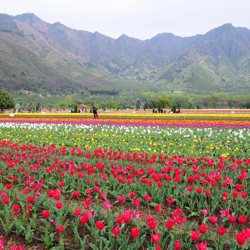 Asia's largest Tulip Garden in Srinagar in peak spring bloom under Zabarwan range