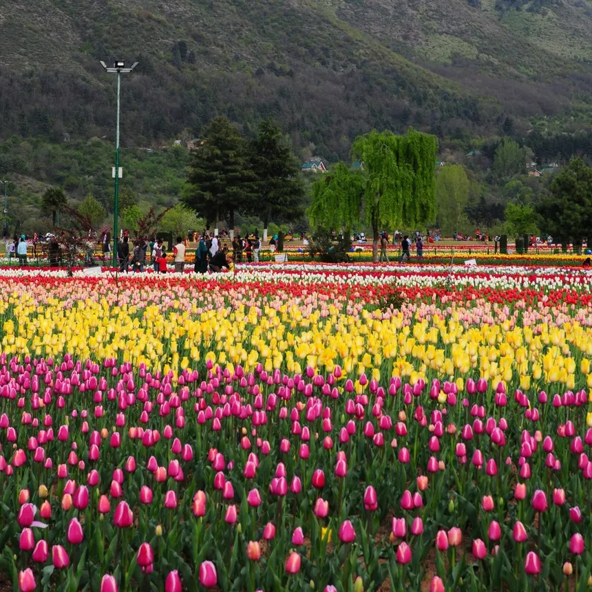 Colorful multi-hue tulip flower terraces overlooking Dal Lake