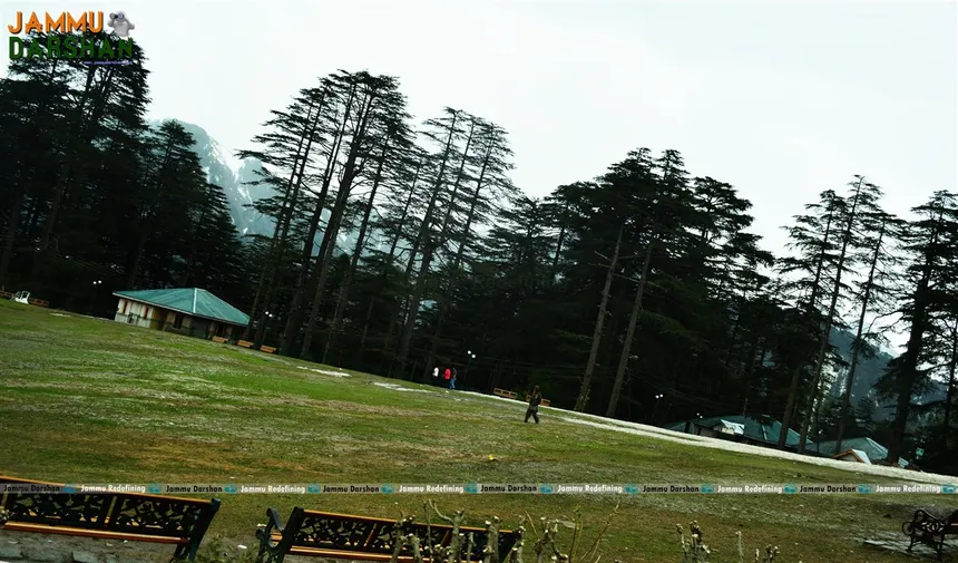Patnitop park with giant towering deodar cedar trees