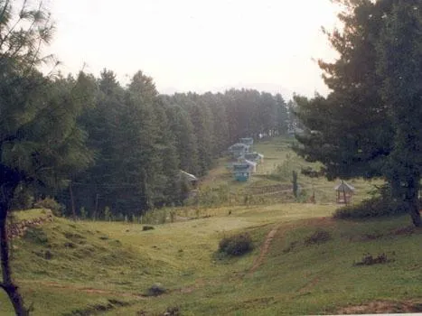 Misty pine meadow trails and cottages in Patnitop